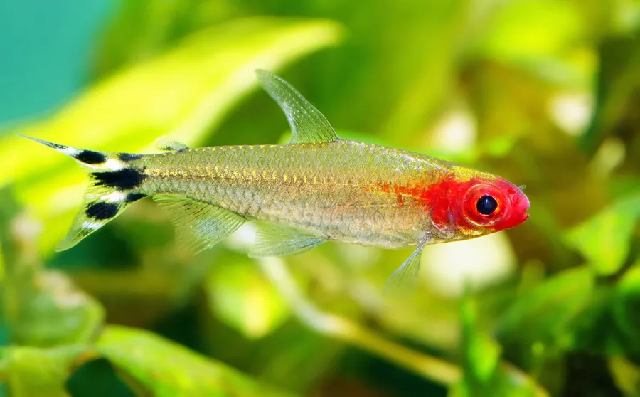 How about rummy nose tetra price in india?