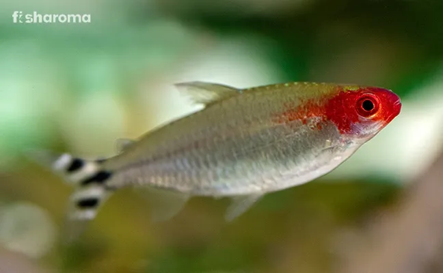 Unveiling the Rummy Nose Tetra: Price in Sri Lanka and Tips for Keeping These Beautiful Fish