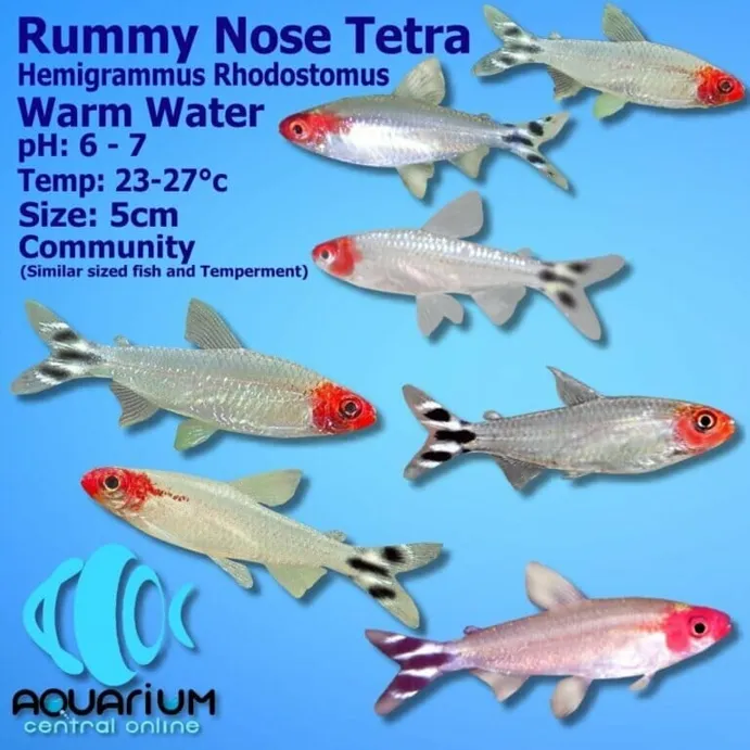 Discover the Fascinating Rummy Nose Tetra: A Must-have Addition for Your Aquarium | Ekbet