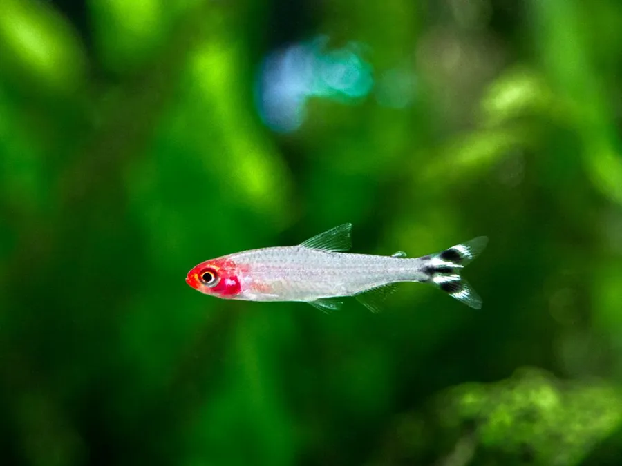 How Often to Feed Rummy Nose Tetra: A Complete Guide for Optimal Nutrition