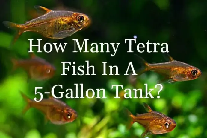 How about rummy nose tetra tank requirements?