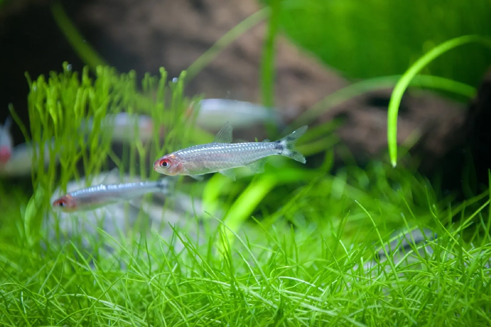 Optimal Tank Mates for Rummy Nose Tetras: Creating a Harmonious Aquarium Community