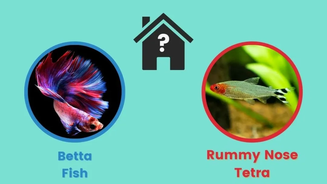 How Many Rummy Nose Tetra Should You Keep in a 15-Gallon Fish Tank?